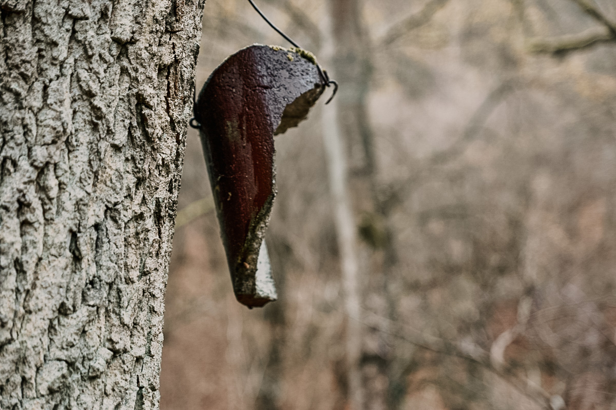 Foto aus dem Wald. © Martin Boosfeld.