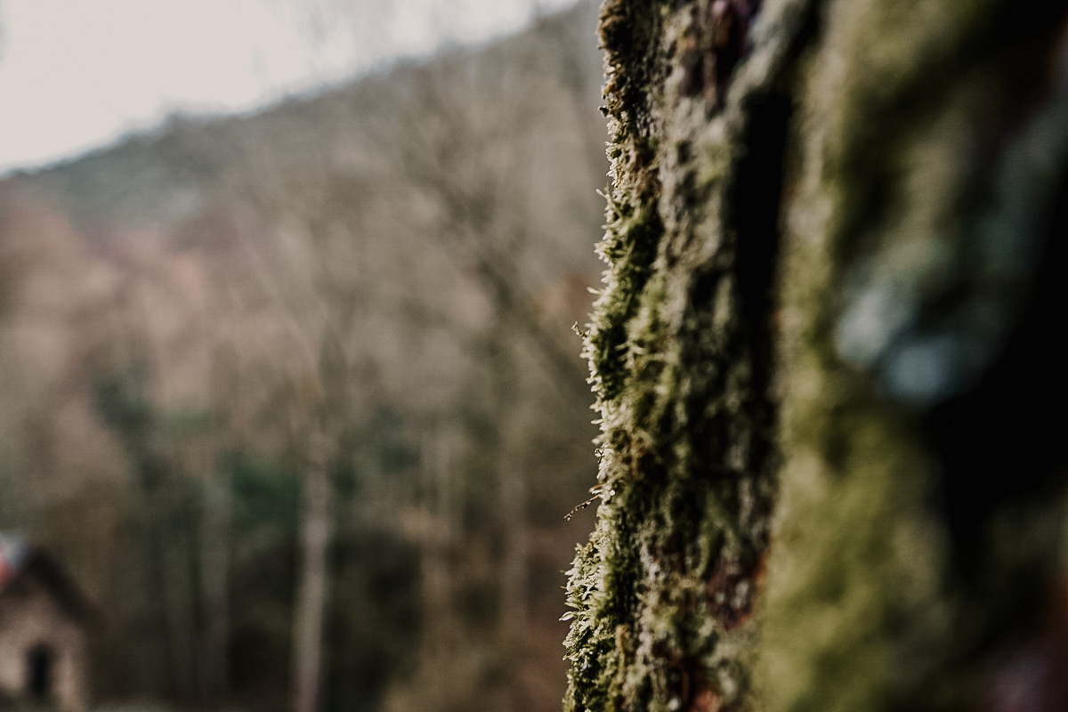 Foto aus dem Wald. © Martin Boosfeld.