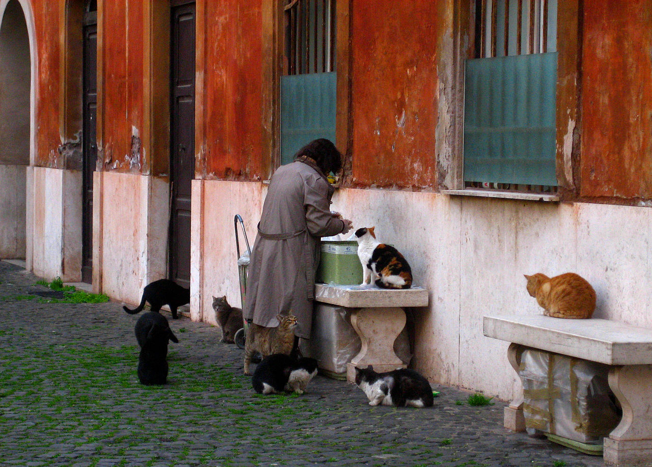 Woman taking care of cats at the street